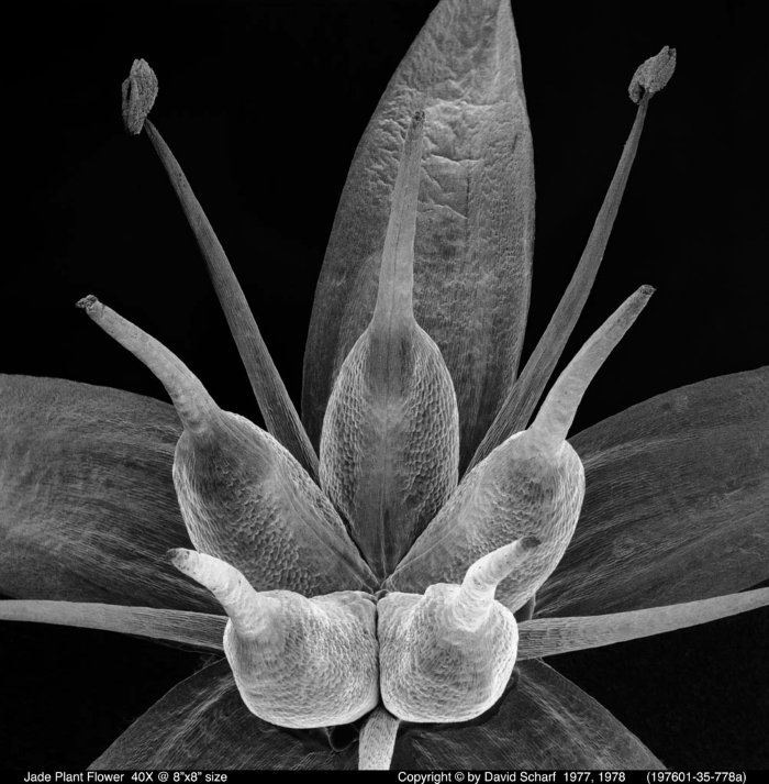 197601-35-778a-Jade-Flower1