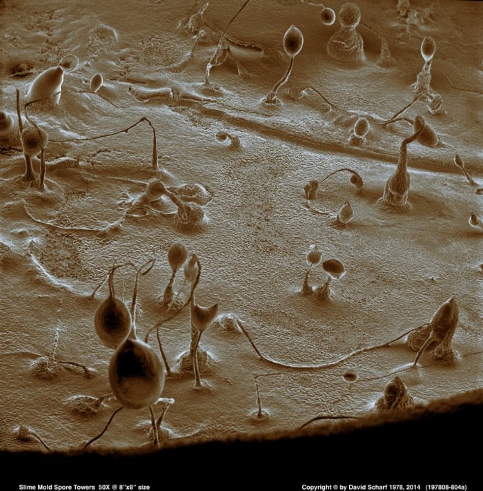 197808-804a-Slime-Mold1