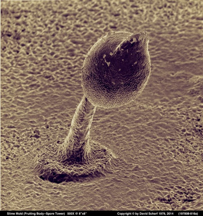 197808-816a-Slime-Mold1