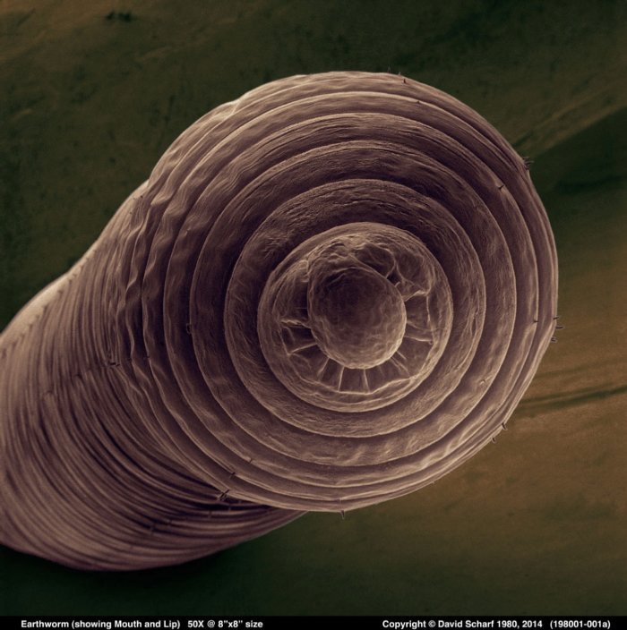 198001-001a-Earthworm1