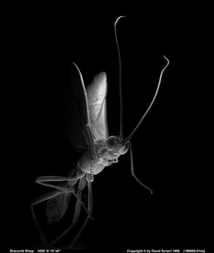 198006-014a-Braconid-Wasp1