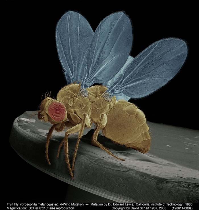 198611-008a-4-Wing-Drosophila1