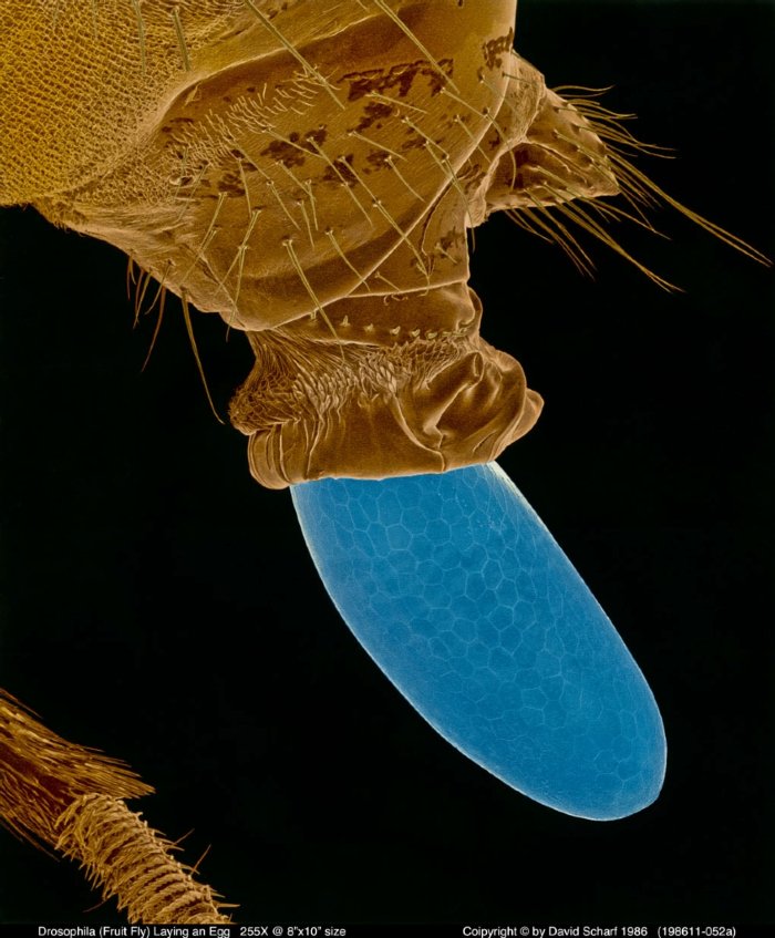 198611-052a-Drosophila-Laying-Egg1