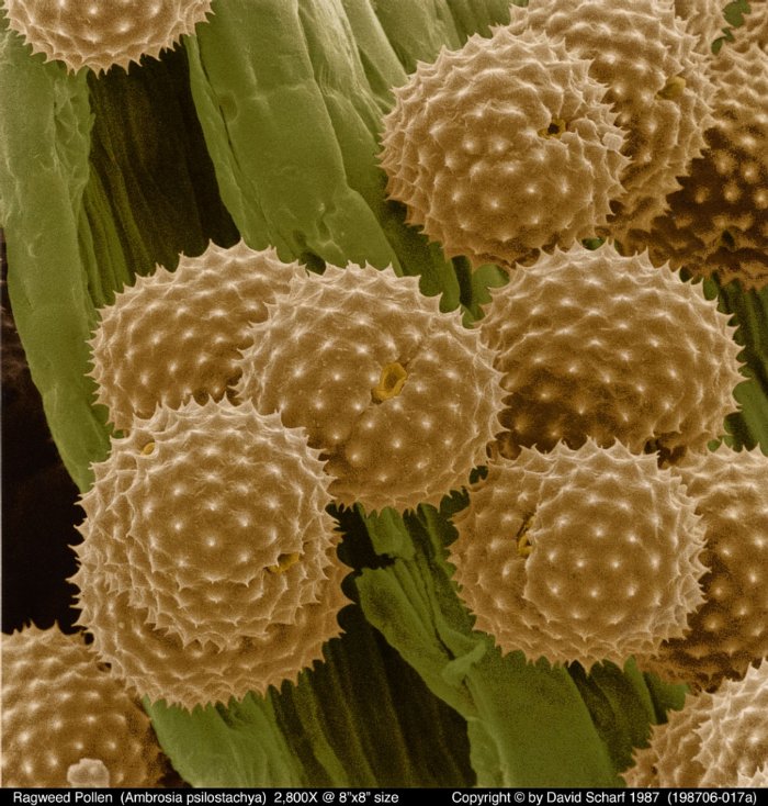 198706-017a-Ragweed-Pollen1