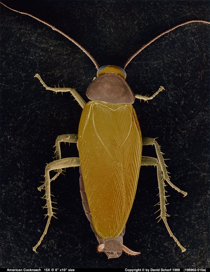 198902-010a-Cockroach1