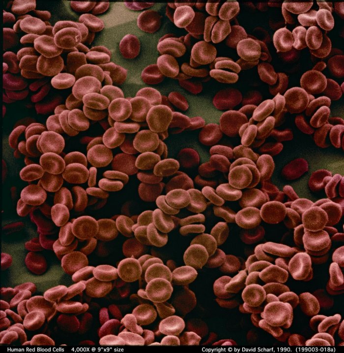 199003-018b-Red-Blood-Cell1