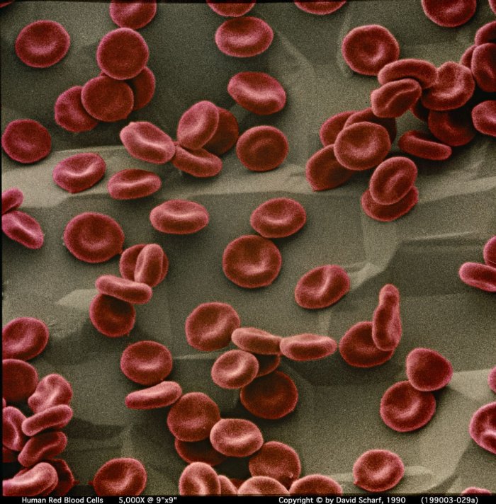 199003-029b-Red-Blood-Cells1