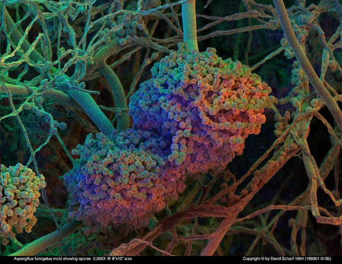 199301-013b-Aspergillus-fum