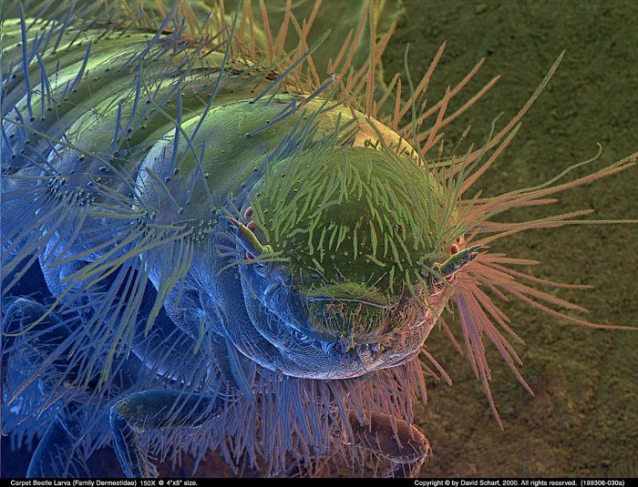 199306-030a-Carpet-Beetle-Larva1