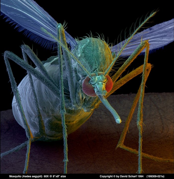 199309-021a-Aedes-Aegypti-Mosquito1