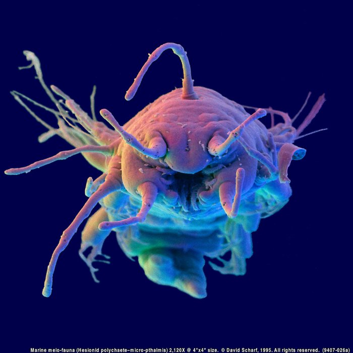 199407-026a-Hesionid-Polychaete1