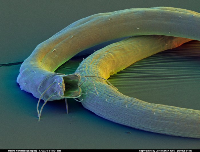 199408-044a Nematode Enoplid