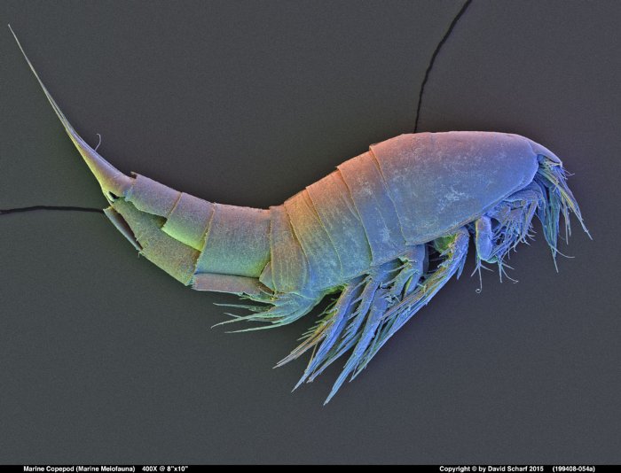 199408-054a-Marine-Copepod1