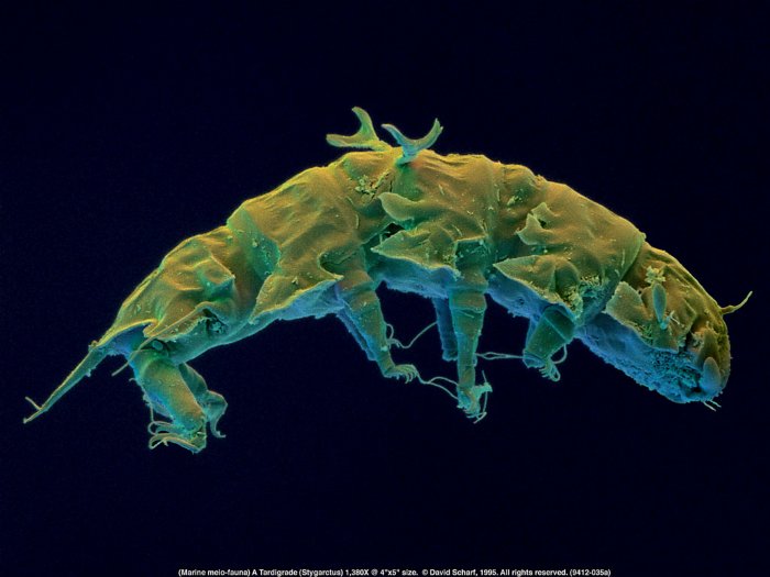 199412-035a-Tardigrade1