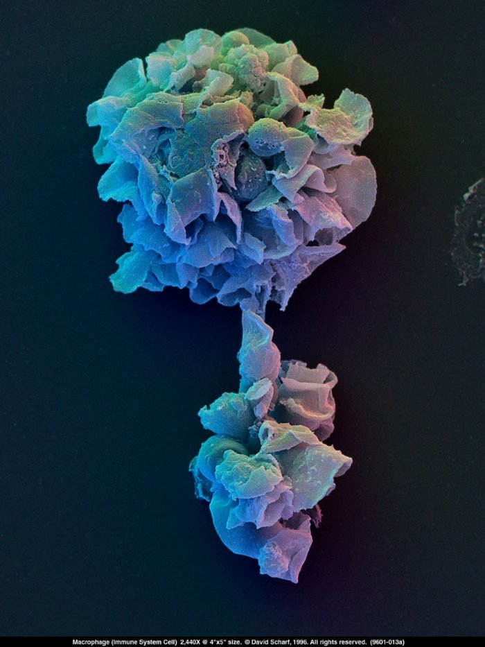 199601-013a-Macrophage-Cell1