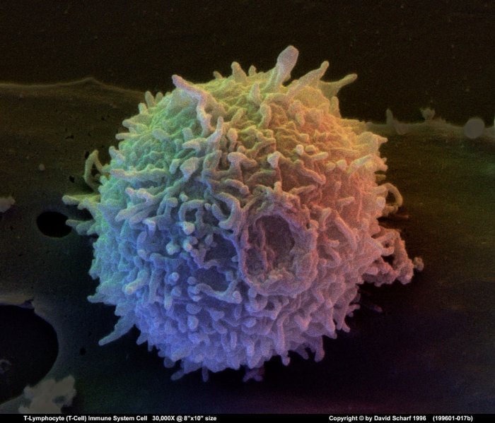 199601-017b-T-Cell1