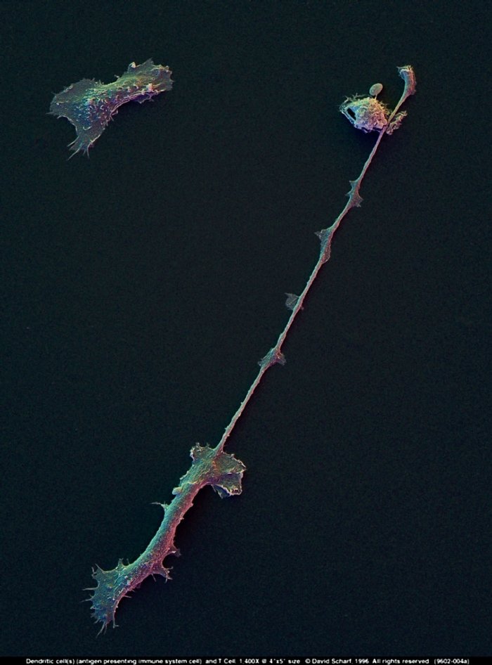 199602-004a Dendritic  T Cells