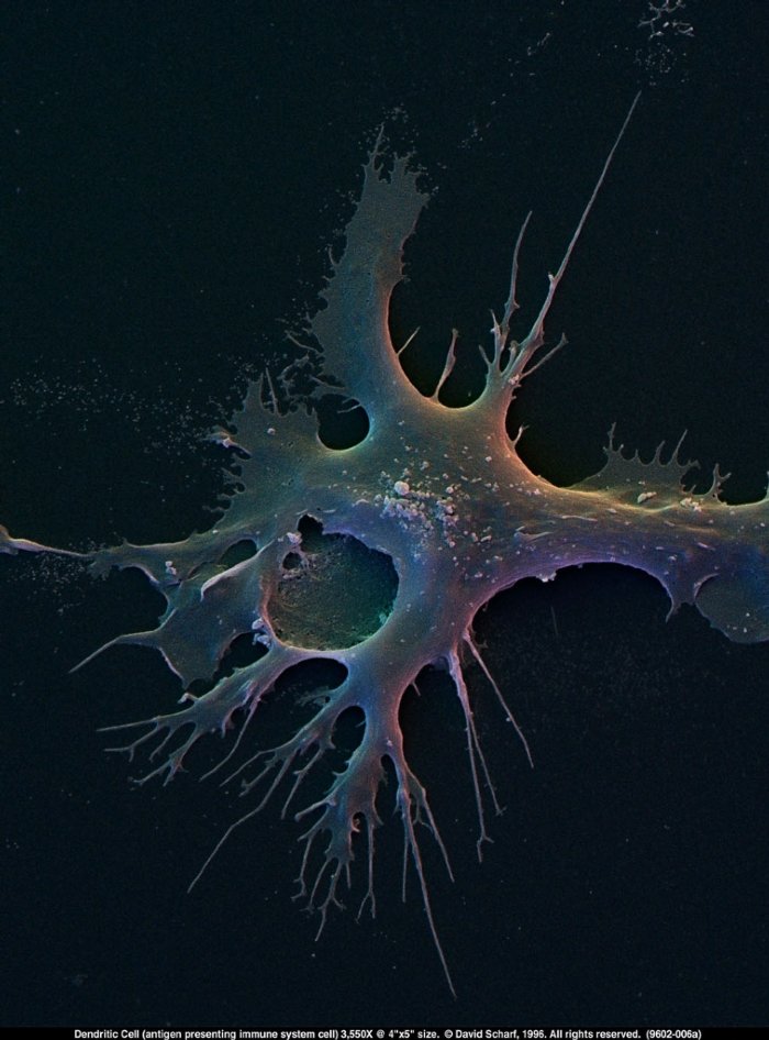 199602-006a-Dendritic-Cell1