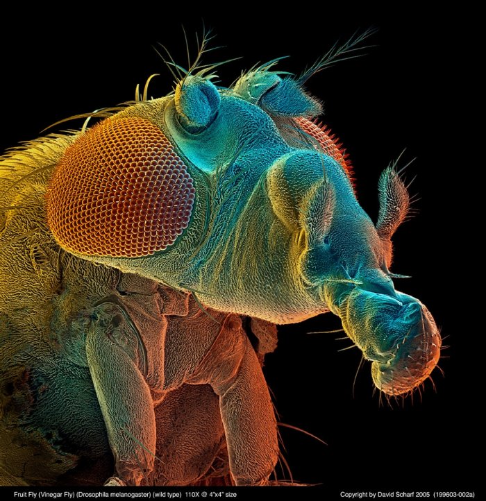 199603-002a-Drosophila1
