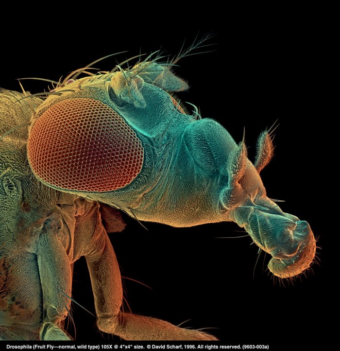199603-003a Drosophilanormal