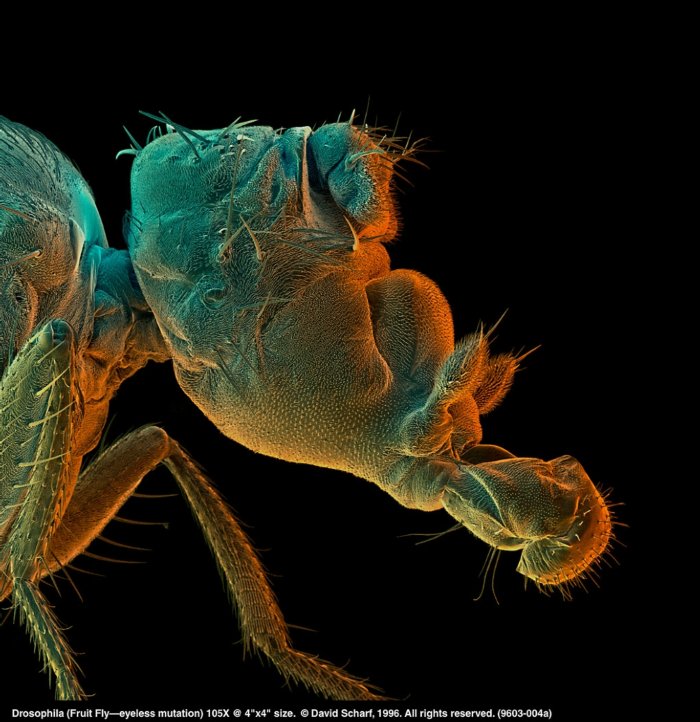 199603-004a Drosophilano eyes