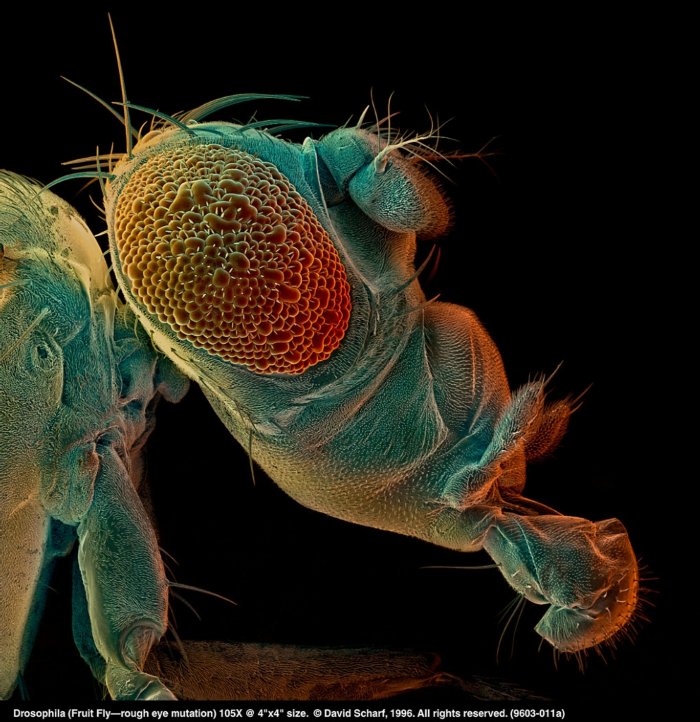 199603-011a Drosophilarougheye