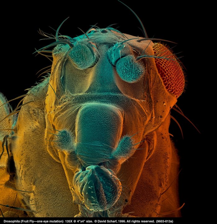 199603-013a Drosophila1 eye