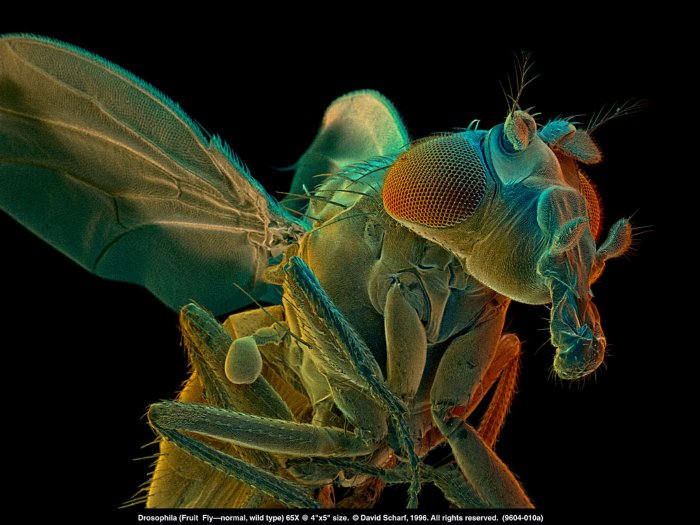 199604-010a Drosophila normal