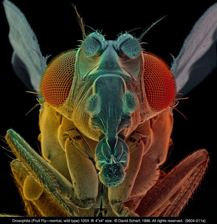 199604-011a Drosophila normal