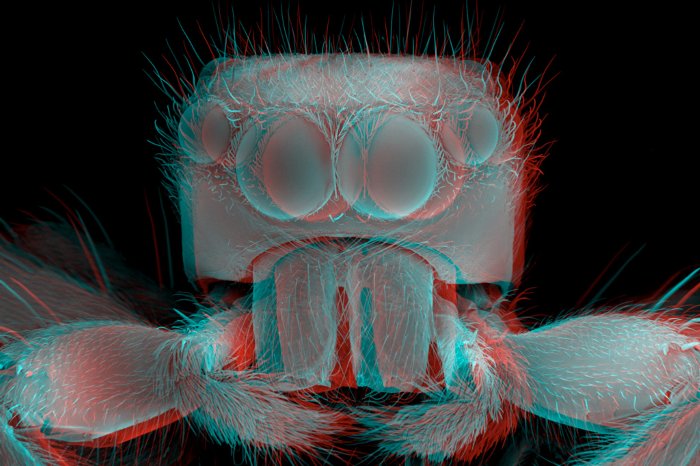 199703-001-3D-Jumping-Spider1