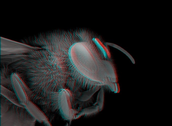 199703-011-3D-Honeybee1