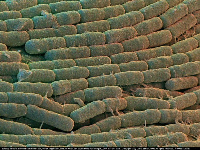 199811-002a-Bacillus-cerus1