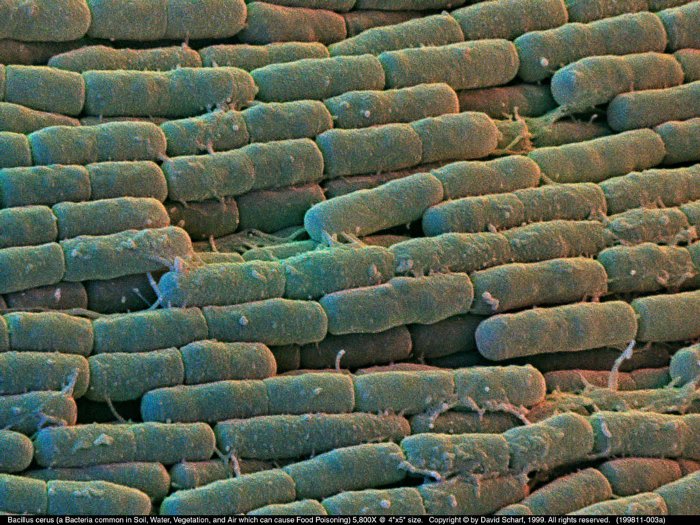199811-003a-Bacillus-cerus1