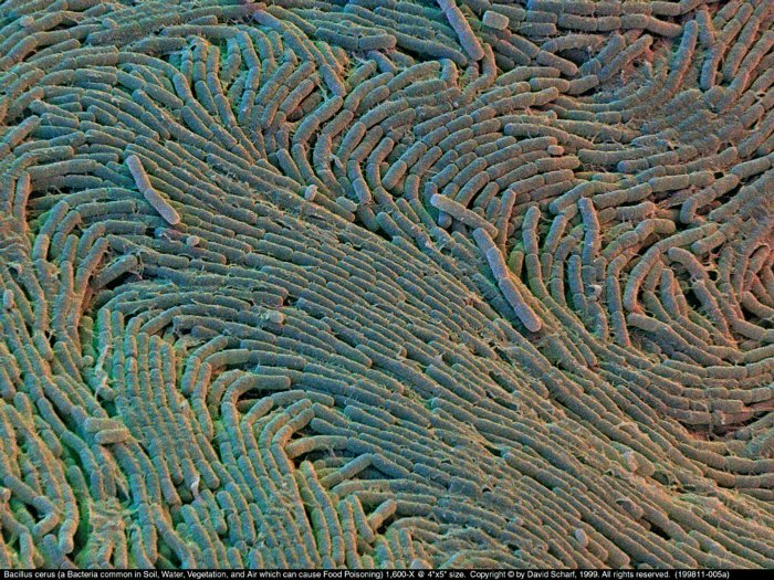 199811-005a-Bacillus-cerus1
