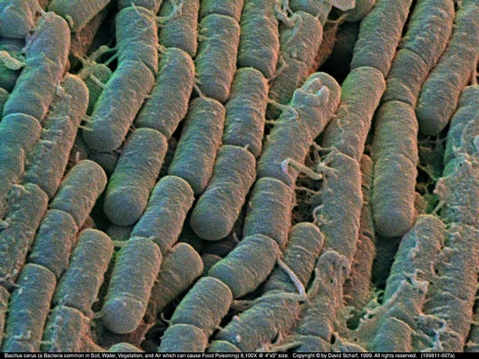 199811-007a-Bacillus-cerus1