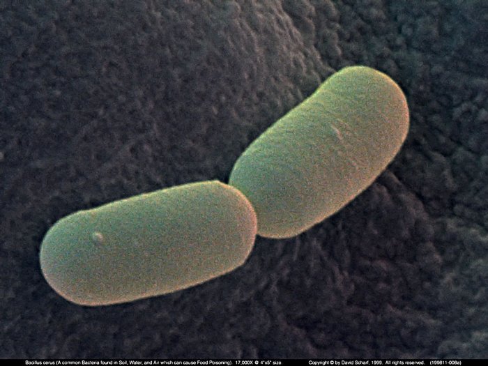 199811-008a-Bacillus-cerus1