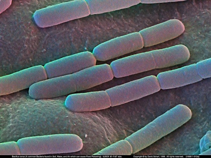 199811-012a-Bacillus-cerus1