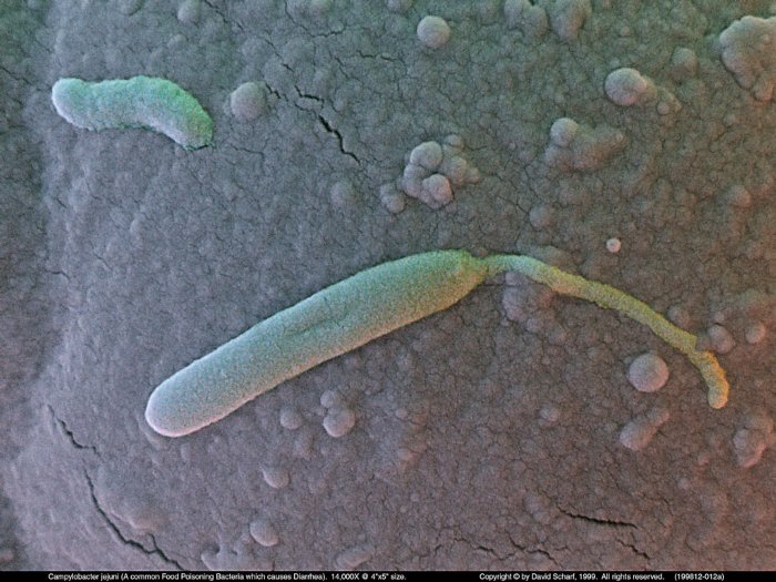 199812-012a-Campylobacter1