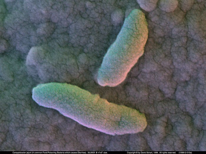 199812-013a-Campylobacter1