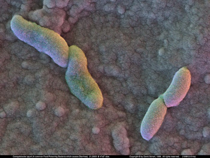 199812-014a-Campylobacter1