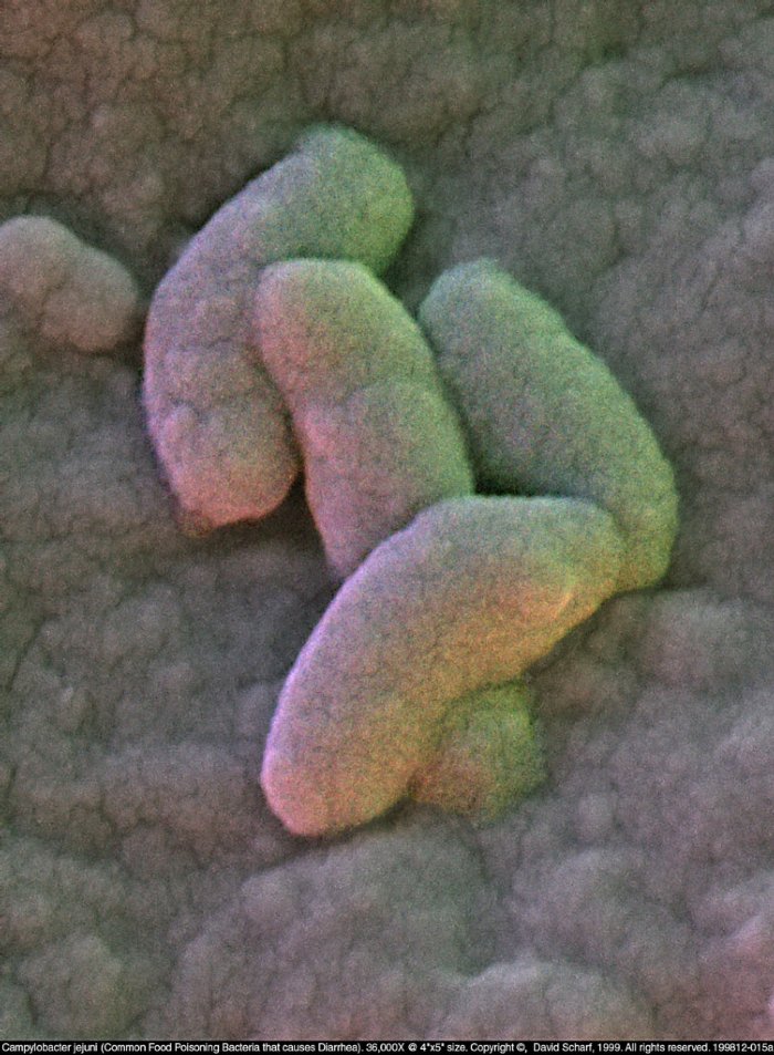 199812-015a-Campylobacter1