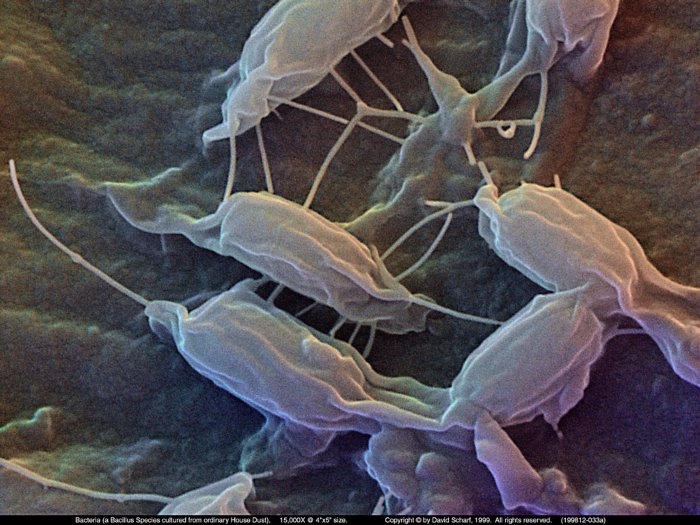 199812-033a-Bacillus-Sp