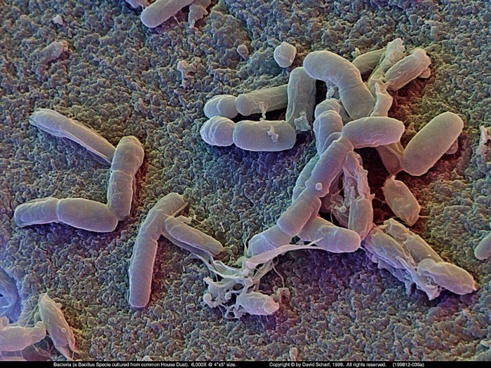 199812-035a-Bacillus-Sp