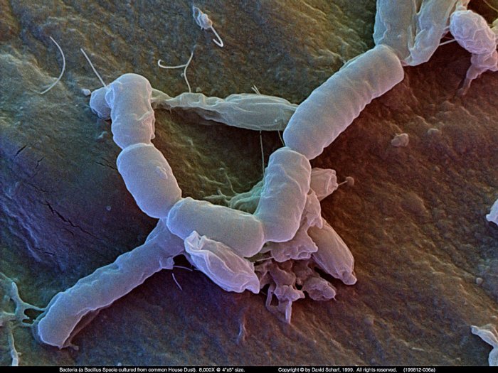 199812-036a-Bacillus-Sp