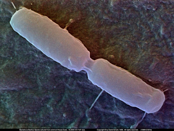 199812-037a-Bacillus-Sp
