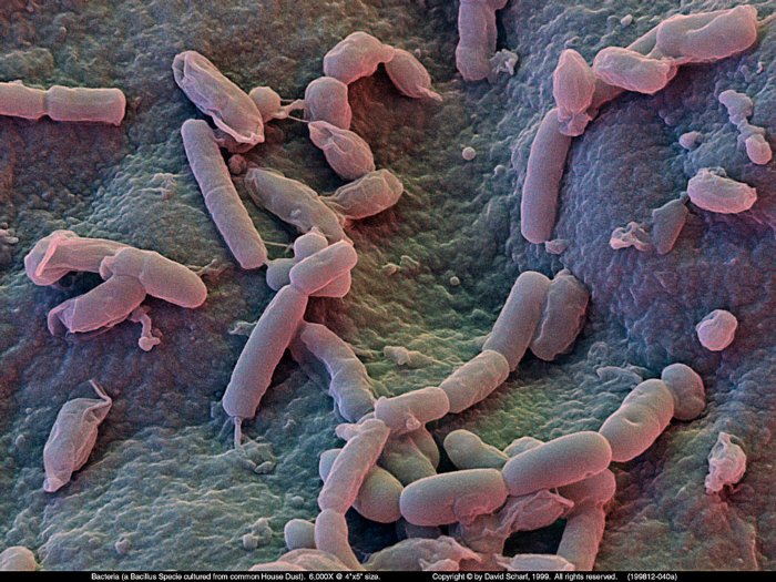 199812-040a-Bacillus-Sp