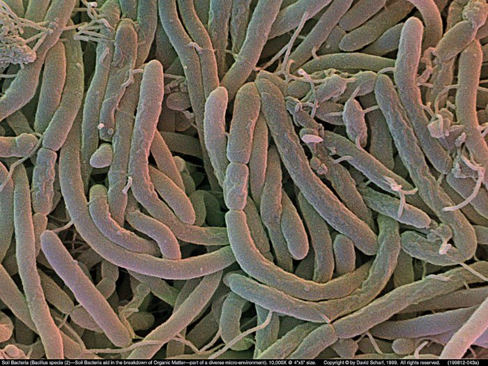 199812-043a-Soil-Bacillus-Sp