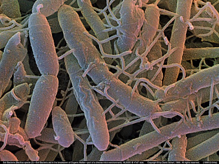 199812-044a-Soil-Bacillus-Sp