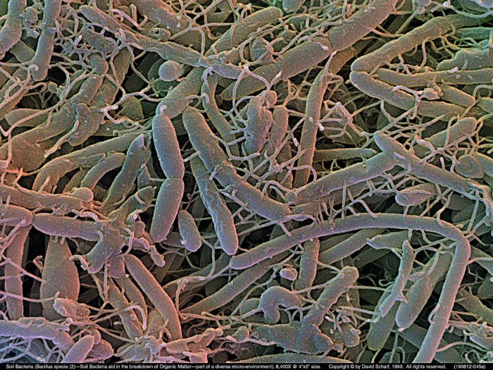 199812-045a-Soil-Bacillus-Sp