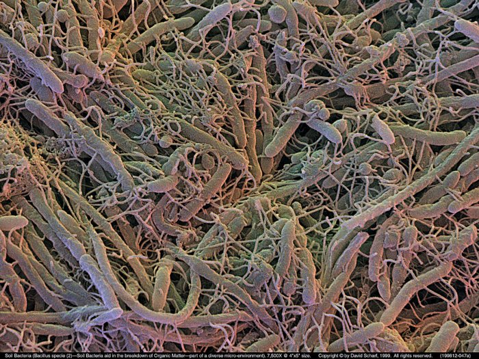 199812-047a-Soil-Bacillus-Sp
